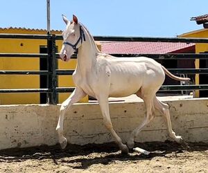 Manuel