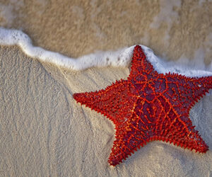 Estrellademar
