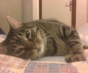 Claudia