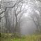 Senderismo, bosque de niebla, Algeciras